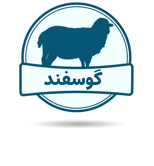 دسته گوشت های گوسفند