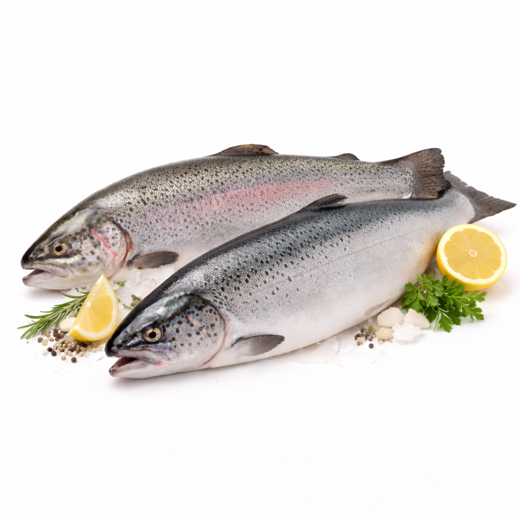 ماهی قزل آلا ماهی قزل آلا